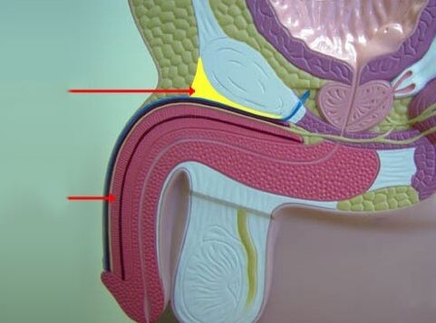penile ligaments